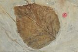 Plate of Paleocene Leaf Fossils - Glendive, Montana #188824-8